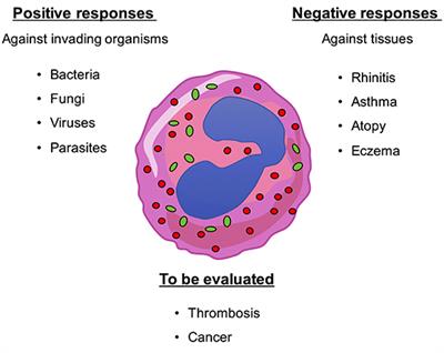 Eosinophils and Purinergic Signaling in Health and Disease